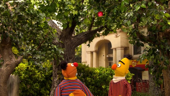Ernie und Bert unter einem Apfelbaum. © NDR/ T. Jander Foto: T. Jander